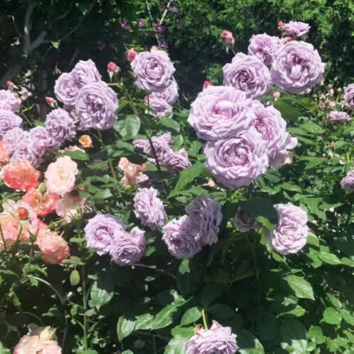 semillas de rosal trepador - semillas de perennes resistentes perennes resistentes bonsái interior jardín 550pcs