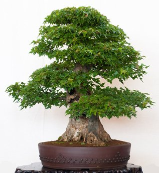 Seedeo Bonsai Anzucht - Set Dreispitzahorn (Acer buergerianum)