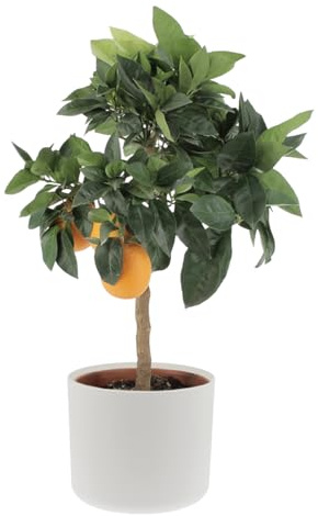 KENTIS - Citrus Sinensis Rosso “Moro” - Naranja Sanguina - Árboles Frutales - Planta de Naranja de Exterior - H 70-80 cm Maceta Ø 20 cm
