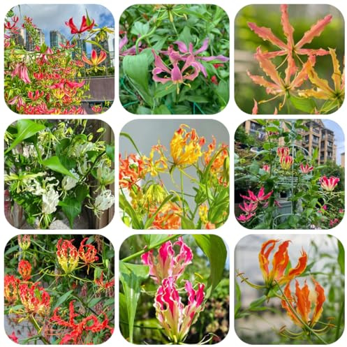 6bulbi di giglio di fiamma, resistenti, balconi giglio torcia freschi, decorazione del giardino esterno