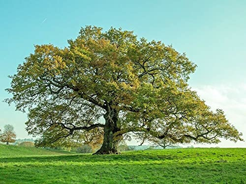 Farnia Quercus robur quercia comune pianta in vaso 1 litro h 1 metro circa cm Vivaio di Castelletto