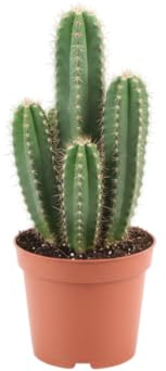 Cactus Natural DECOALIVE Ideal para Ordenadores Mesas de Estudio
