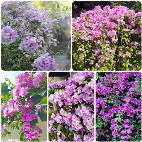 Mansoa alliacea, kletterpflanzen steingartenpflanzen zierblumen für sonnige plätze gartenpflanzen lianen dekoration dschungel dekopflanzen ranke kletterpflanzen balkonblumen 200samen