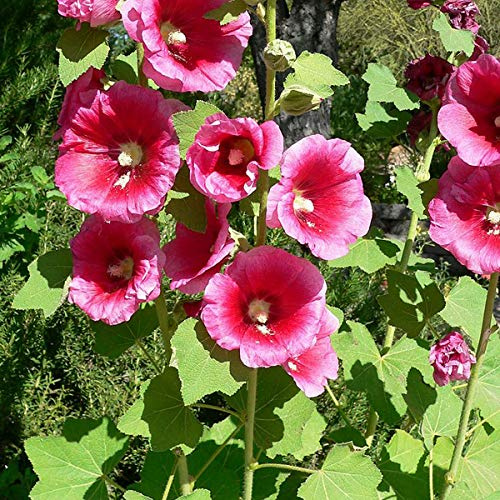 6x Alcea Rosea 'Rubra' - Stockros 'Rubra' - Krukstorlek 9x9 cm - Röda Blommor