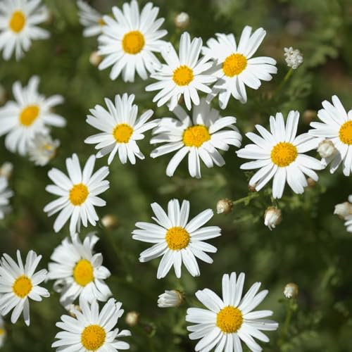 Marguerite Daisy Plant in a 11cm Pot - Summer Bedding Plant for Patio Pots Or The Garden