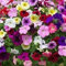 Saterkali Semi di Petunia, 200 Pz/borsa Semi di Petunia Pieni di Vitalità Piantine di Petunia Decorative di Colore Misto per Vaso Seme