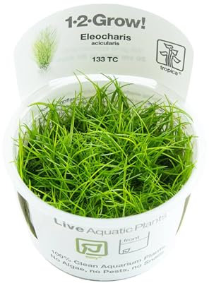 Tropica Eleocharis acicularis 1-2-GROW! Aquarium Plant
