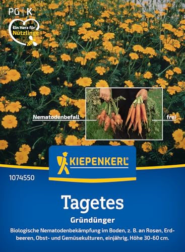 Kiepenkerl Nematodenkiller-Tagetessamen Single Gold 1074550 - Blumensamen für einen Gründünger zur Nematodenbekämpfung mit einer Wuchshöhe von 30 bis 60 cm - Saatgut