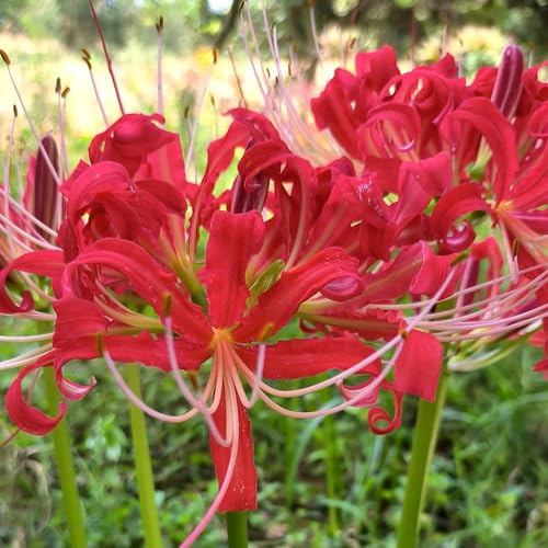 lirio araña, lirios araña, lycoris - silvestres en el balcón lirio, Lycoris radiata rizoma decoración de jardín en balcón decorativas 15bulbos