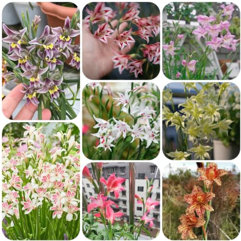 gladioli gladiolo resistenti giardino e balcone rari 15bulbi