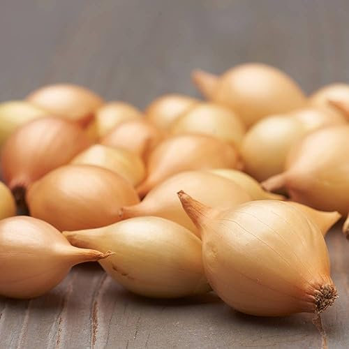 Oignon à Planter Senshyu Yellow - 500 g Bulbes Oignons Jaune - Plantes Vivaces Exterieur - Plante Exterieur Jardin - 14-21 mm - Naturelle Plantes de Hollande (pas de graines, non artificielle)