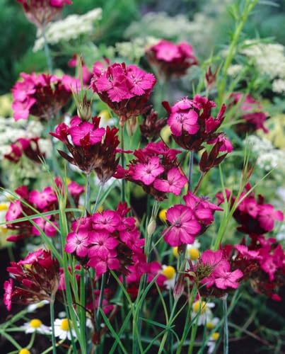 Dianthus carthusianorum 9x9 cm Topf – Winterhart, Mehrjährig, Pflegeleicht – Kartäusernelke – Staude für Steingarten & Beet