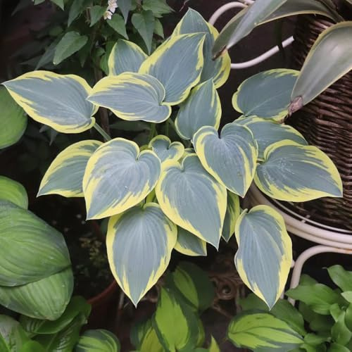 hosta funkien kaufen, seltene wohnzimmer deko winterharte garten wildblumensamen, kräuterpflanzen herbst deko balkonpflanzen 750samen