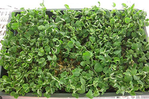Vegetable - Pea (Salad Shoots) - Sprouting Pea Serge - 400 Seeds