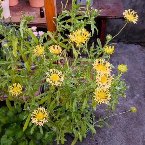 Kokardenblume, balkonpflanzen blumendeko stauden winterhart mehrjährig schmetterlingswiese wildblumensamen blumensamen für sonnige plätze steingartenpflanzen winterhart exotische 450Samen