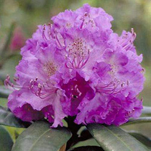Rhododendron 'Alfred' 40-50 cm en conteneur