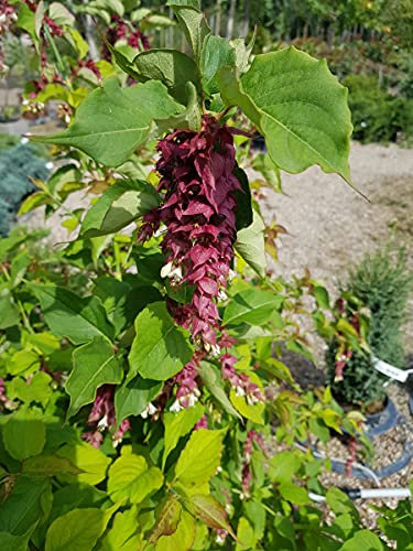 Leycesteria formosa 'Purple Rain' / Arbre aux Faisans 'Purple Rain' / Conteneur de 3 à 4 litres
