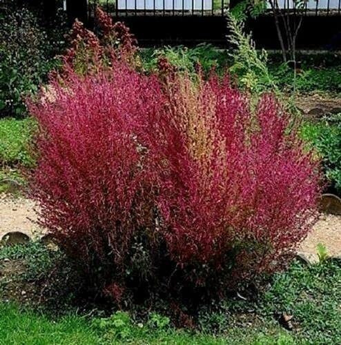 10 Semillas de Arbusto Rojo - Basia SCOPARIA - Kochia:Seeds