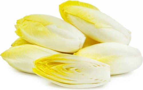 50 seeds of Belgian Endive - CICHORIUM INTYBUS - Chicory