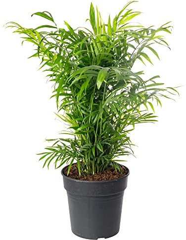 Chamaedorea Elegans Large Indoor House Plant Real Evergreen Tall Parlour Palm Big Exotic Rare Plants (70-80cm (Incl. Pot))