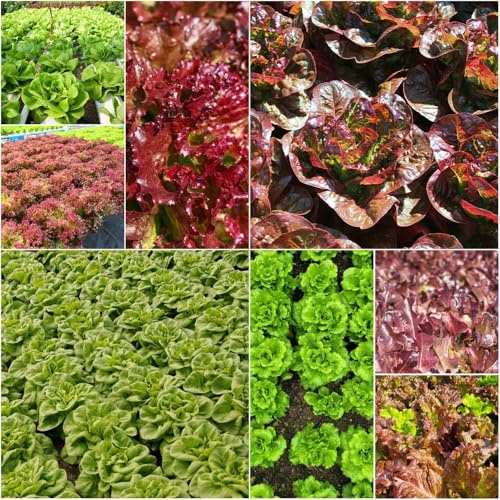 pflücksalat Salatsamen bio balkonpflanzen alte sorten exotische einfacher Anbau zimmerpflanzen küchenkräuter Gemüsegarten 350samen