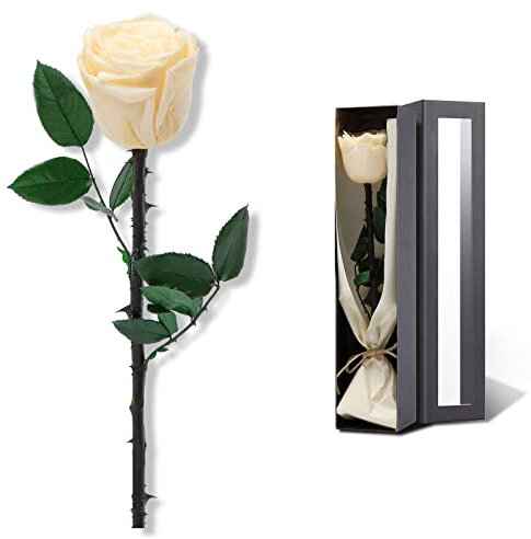 Einzelne Rose mit langem Stiel, Valentinstag, Geburtstagsgeschenke für Frauen – konservierte Blumen, Geschenke für Freundin, Ehefrau, Mutter zum Jahrestag, Muttertag, Geschenke für sie (Champagner)