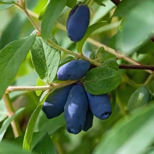 Semi di mirtillo siberiano da giardino resistenti perenni, interno di sapote, resistenti, 100pcs