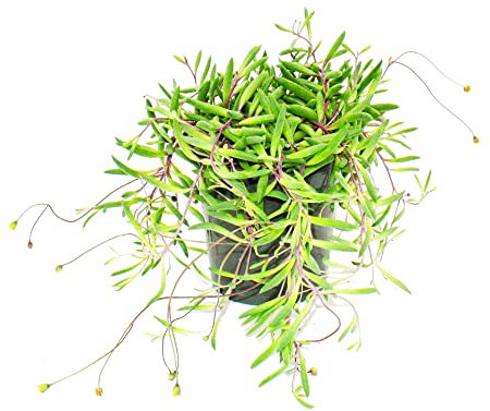 Exotenherz - Senecio herreianus Purple Flush im 12cm Topf