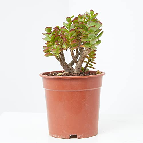 Verdecora Árbol de Jade | Planta suculenta | Planta natural de interior | Fácil cuidado y gran resistencia (Maceta Ø16cm)