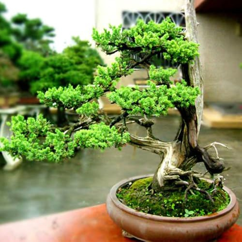 semi resistenti di cipresso - esterno giardino decorative roccioso vecchie varietà interno 500pcs