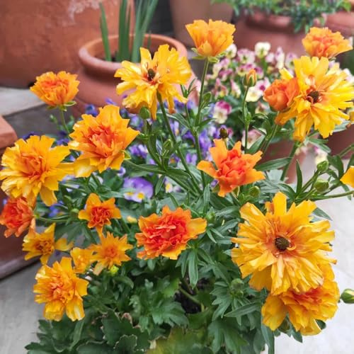 semillas de ranúnculo de balcón cortadas ranúnculo pradera decorativas perenne Decoraciones jardín al aire libre,. jardín semillas pradera 50semillas