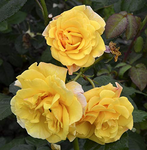 Strauchrose Postillion® 30-60cm - lebende Gartenpflanze aus den Baumschulen