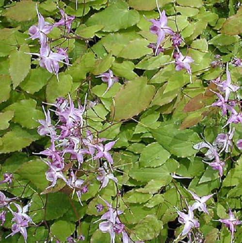 6 x Elfenblume Lilafee - Epimedium Grandiflorum 'Lilafee' Topf 9x9cm: Lila Blüten, ideal für schattige Plätze, wintergrün, Bodendecker.