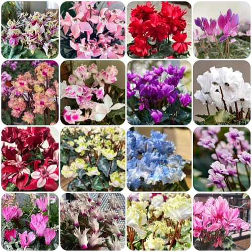 Semi di ciclamino - regali per gli amanti del giardino esotiche semi di farfalle selvatici autunnali resistenti da balcone 600pcs