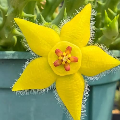 stapelia - d'appartamento sempreverdi stapeliasamen decorazione rara giardino autunnali, resistenti, Mix di grasse per verdi giardino, 45semi