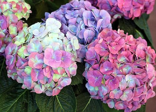 Hydrangea Bulbs UK,Excellent Display,Hydrangea Plants for Garden,Potted-Plants-Rhizome-5bulbs-D