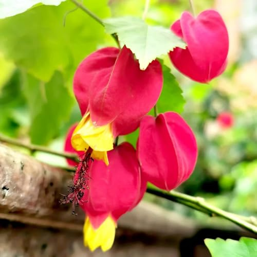 Semi di Abutilon megapotamicum - da giardino roccioso esotiche semi biologici di rare giardino arbusti e perenni da esterno resistenti 180pcs