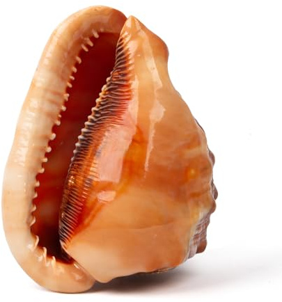 SKOOLOVE Large Natural Sea Shells 14-16CM Huge Ocean Conch Jumbo Seashells Perfect for Wedding Decor Beach Theme Party, Home Decorations,DIY Crafts, Fish Tank and Shell Collectors