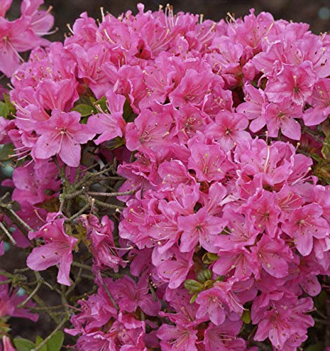 Japanische Azalee Diamant Rosa 15-20cm - Rhododendron obtusum - Zwerg Alpenrose - lebende Gartenpflanze aus den Baumschulen