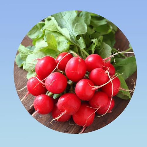 10 grammes de graines radis saxa 2 - plus de 800 graines - Planète graines - Radis rond rouge