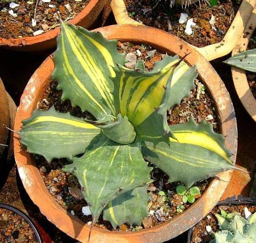 Bloom Green Co. 50PCS fresco al 100% reale Agave americana Semillas - Sementes BonsaïPianta succulenta (Long-lei-lan): 17