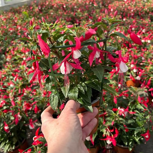Fuchsien stehend, rot-weiß, Topf-Ø 12 cm, 6 Pflanzen