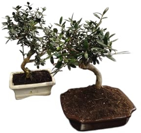 Bonsái Olivo Japonés DECOALIVE Olea Europaea Árbol Olivo Maceta Cerámica