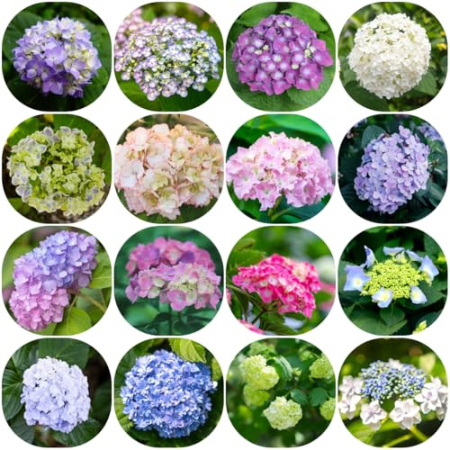 semi di ortensia resistenti, giardino perenni, per balcone 250pcs