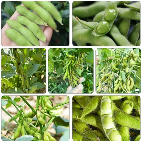 Frijoles edamame - silvestres balcón invernadero decorativas semillas de jardín de jardín semillas variedades tradicionales 150pcs
