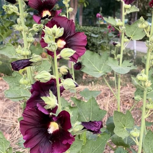 semillas de malva real balcón invernadero jardín la decoración de la oficina jardín del balcón resistentes variedades tradicionales 120pcs