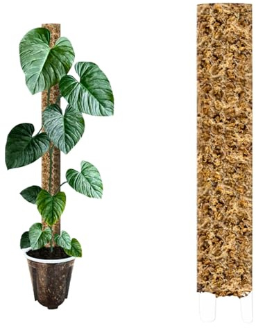 Nils der Pflanzenfreund® Tutore in muschio 53 cm (XL) 1 Pezzo, Trasparente – Moss Pole estensibile per Monstera e piante rampicanti, supporto per piante da interno