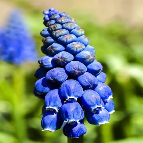 Hardy Perennial,Hyacinth Hyacinth Bulbs Plants UK, Excellent Display-4bulbs-A