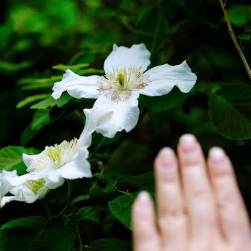 hortensia trepadora resistentes en exteriores rápido crecimiento 70semillas