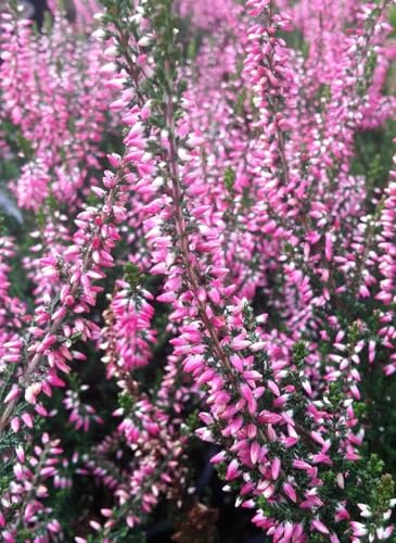 Besenheide Calluna Red River immergrün 15-20 cm winterhart